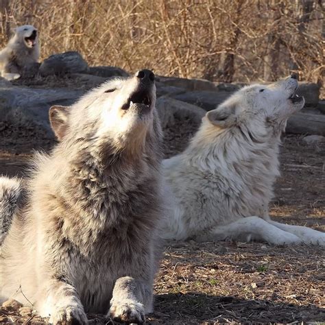 Wolf Conservation Center On Twitter Did You Know That Wolves Across