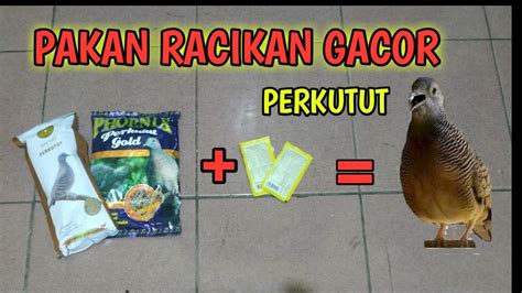 Namun, makanan tersebut tentu tidak terlalu. CARA MEMBUAT PAKAN RACIKAN GACOR PERKUTUT - YouTube