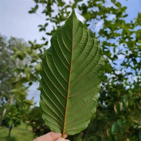 Thai Kratom Strains Information Effects Benefits And Dosage