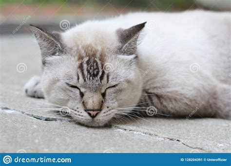 A Closeup Photo Of A Fat Sleeping Lynx Point Siamese Cat Stock Image