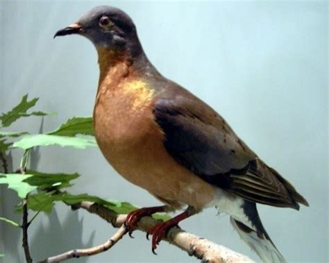 Tale Of Passenger Pigeon Extinction May Have Had Natural Twist Los