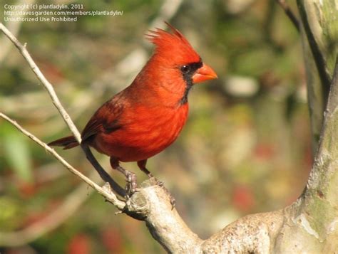 Detailed Information On Northern Cardinal Cardinalis Cardinalis