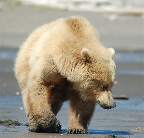 Grizzly Bears Clamming Grizzly Bear Blog