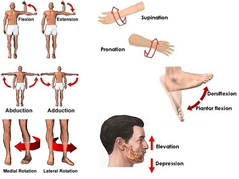 In the muscular system, muscle tissue is categorized into three distinct types: Sebut dan jelaskan macam gerak antagonis otot! - Mas Dayat