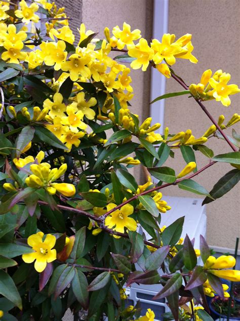 Yellow Flowers Are Blooming In Front Of A Building With Green Leaves On