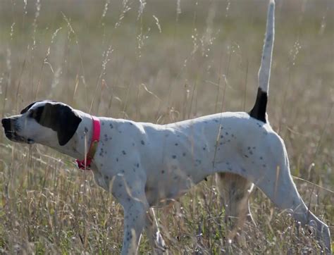 English Pointer Characteristics And Character Dogs Breeds