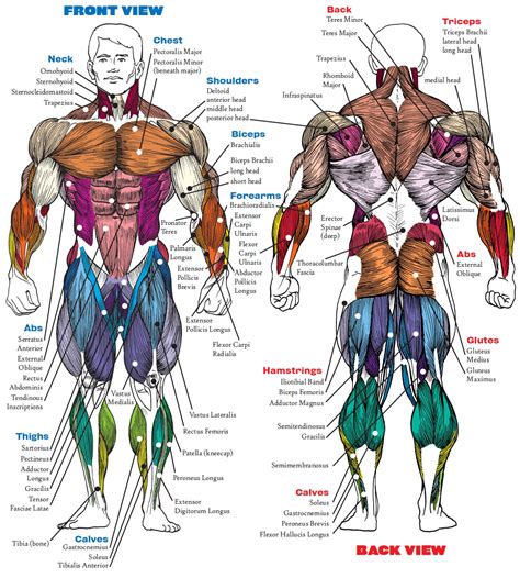 Diagram Of Major Muscles In The Body Muscular System Assignment Help Most Will Identify The