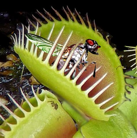 Venus Flytrap Facts For Kids Fun Facts About The Venus Fly Trap We