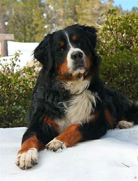 bernese mountain dogs images  pinterest bernese mountain dogs animal pictures