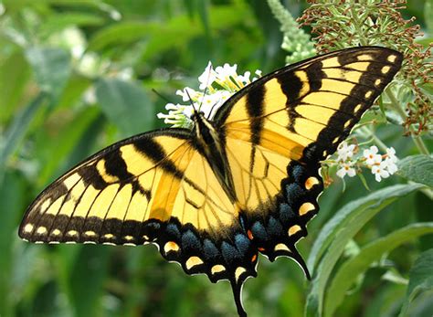 Check spelling or type a new query. MICA Biodiversity: Eastern Tiger Swallowtail Butterfly