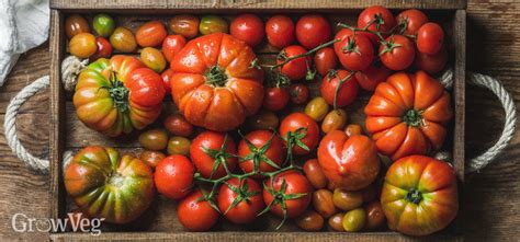 Choosing Tomatoes For Freezing Drying And Canning