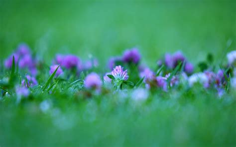 Purple Petaled Flowers During Daytime Hd Wallpaper Wallpaper Flare