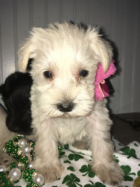 The area was part of mexico until 1836. Miniature Schnauzer Puppies For Sale | Dade City, FL #324925