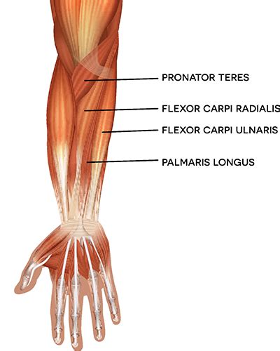 Arm Muscles: Anatomy, Function, and How to Build Them