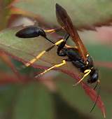 Black And Yellow Wasp