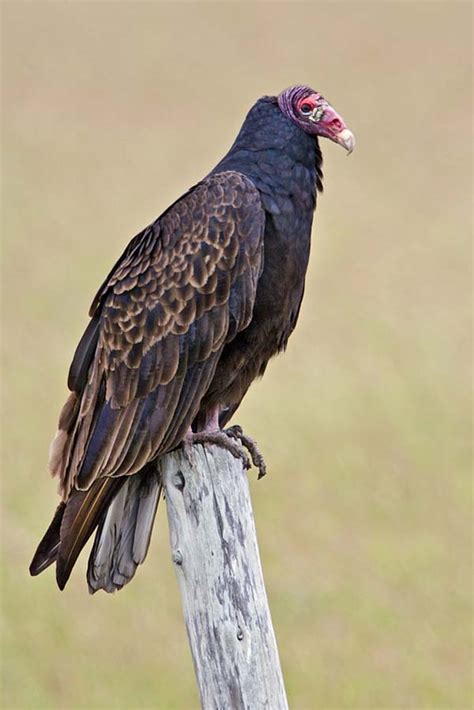 Turkey Vulture Cathartes Aura Bird
