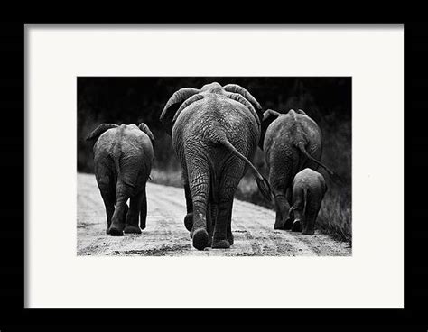 Elephants In Black And White Framed Print By Johan Elzenga