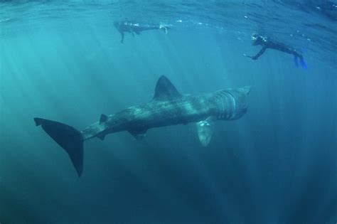 Do Basking Sharks Eat Humans American Oceans