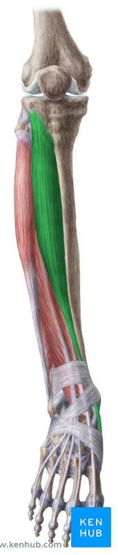 Tibialis Anterior Muscle Origins And Function Human Anatomy Kenhub
