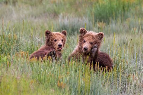 Grizzly Bear Photos Brown Bear Pictures Jess Lee