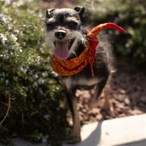 Happy Tails Dogs – Wagging Tails Rescue
