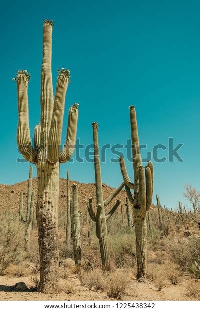 Saguaro Cactus Sonoran Desert Saguaro National Stock Photo Edit Now