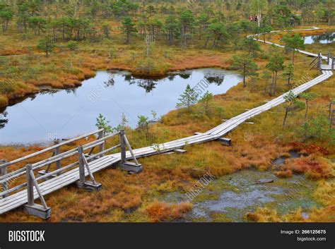 Wooden Pathway Through Swamp Wetlands With Small Pine Trees Marsh