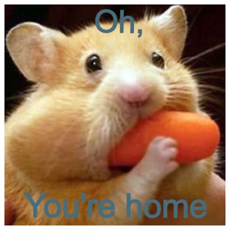 Lol Hamster Oh Your Home Cute Animals Hamster Cute Cats And Dogs