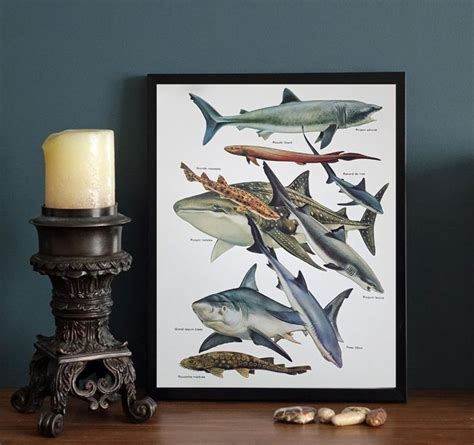 Sharks Print Fish Chart Vintage Animal Poster Natural History Etsy
