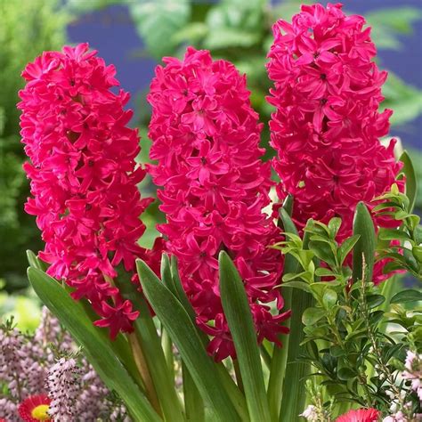 Highly Scented Flowers Top 10 Fragrant Flowers List