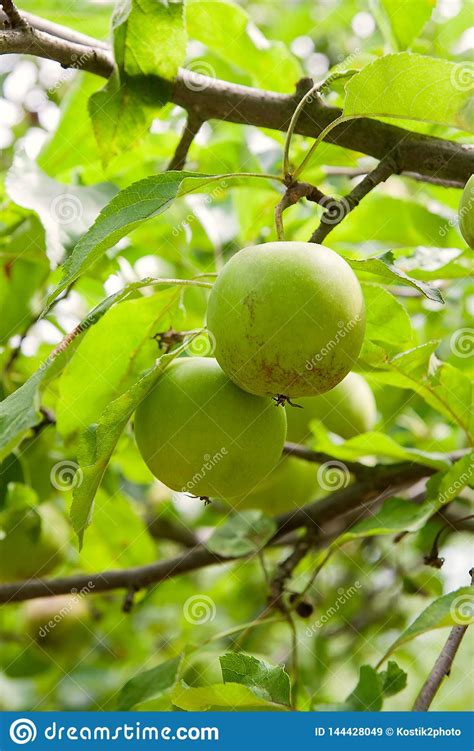 Shiny Delicious Green Apples On A Branch Ready To Be Harvested In An