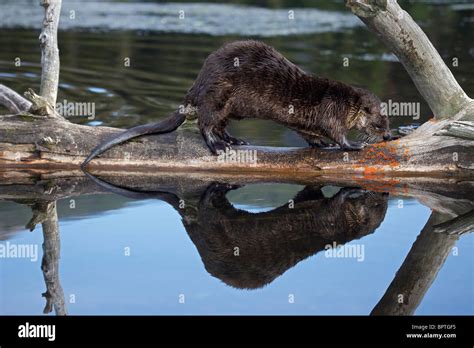 River Otters Lutra Canadensis Wyoming River Otters Lutra