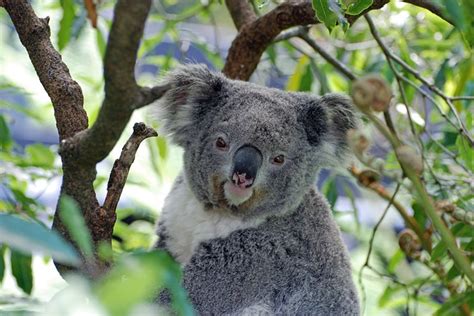Koala Genome Could Hold The Secret To How To Save The Species From