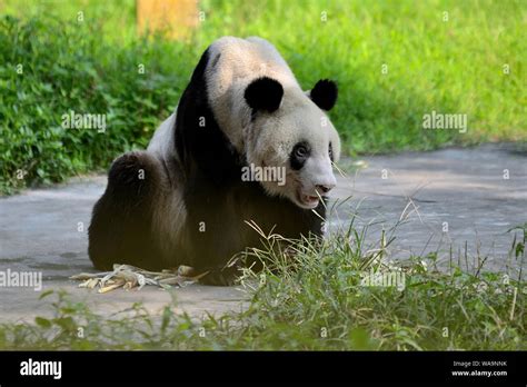File The Worlds Oldest Captive Giant Panda Xinxing Eats Bamboo