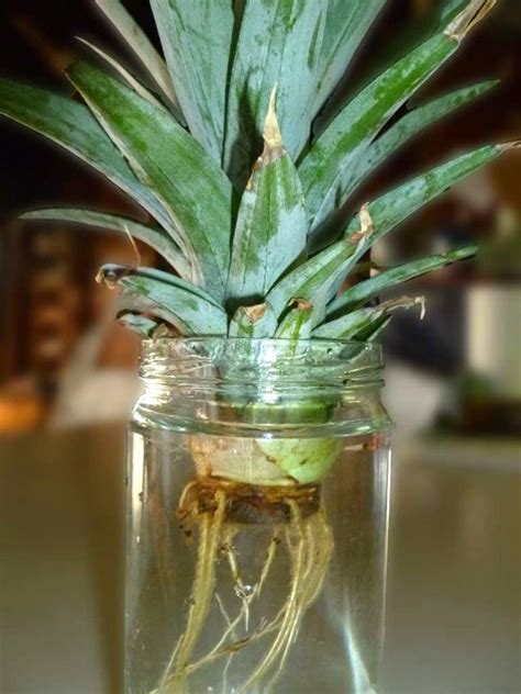 How To Grow A Pineapple Top Growing Pineapple Growing Pineapple From