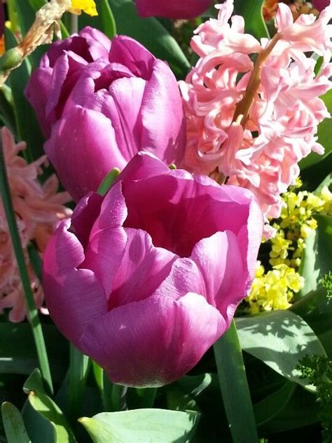 List of the best flowers in san francisco, ca. Tulip Festival, San Francisco | Tulip festival, Tulips ...