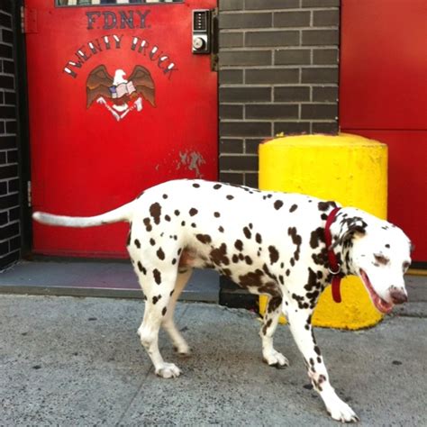116 Best Firefighters Firehouse Dogs And Dalmatians Images On Pinterest