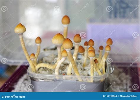 Psilocybe Cubensis Mushrooms In Man`s Hand On White Background