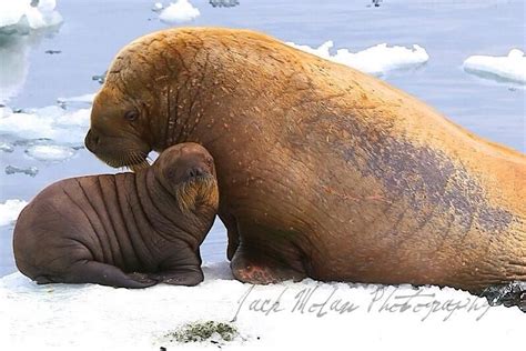 Mama And Baby Walrusbering Sea July 2014 By Jack Molan Heavily