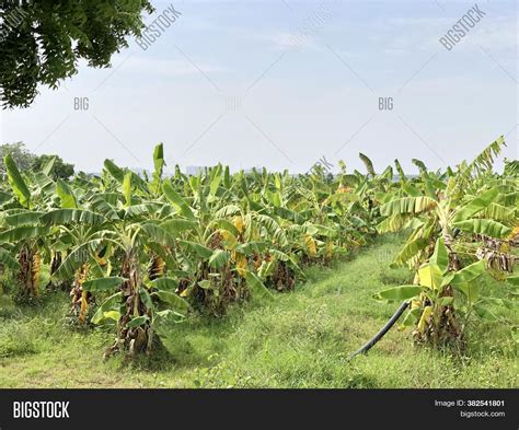 Banana Plantation Image And Photo Free Trial Bigstock