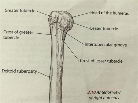 The Shoulder Bony Anatomy Part 2 — Tami Apland