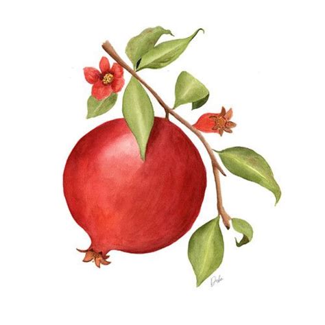 Pomegranate Illustration Fruit Illustration Editorial Illustration