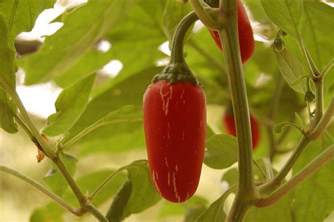 Department of agriculture hardiness zones 8 through 10. Growing Jalapeños in a Pot | Dengarden