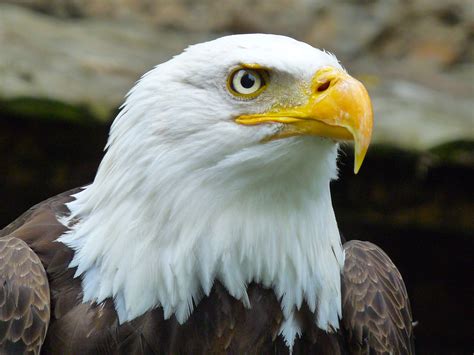 Free Images Wing Wildlife Beak Fauna Bird Of Prey Bald Eagle Close Up Vertebrate