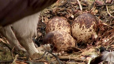 Osprey Expert Dr Bierregaard On Mating And Hatching Explore