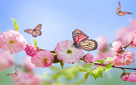 Spring Pink Flowers Butterflies Blue Sky 2560x1600