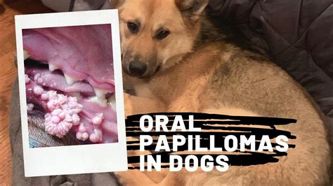 My Dog Has Warts In Her Mouth Canine Papillomavirus Overview Youtube
