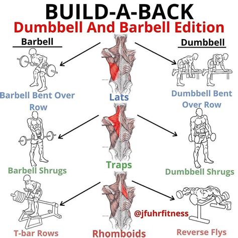 Build A Back Dumbbell And Barbell Edition Tag A Friend Below🙋‍♂️
