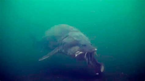 Inhuman Monsters Of The Deep The Swimmers Of Lake Baikal Historic