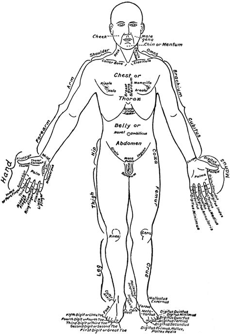 It is composed of many different types of cells that together create tissues and subsequently organ systems. Front View of the Parts of the Human Body Labeled in English and Latin | ClipArt ETC
